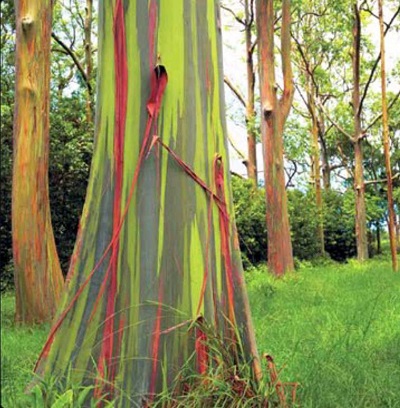 eucalyptus arc en ciel